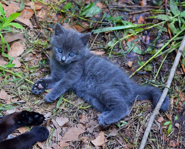 Beluga Kitten | Pumpkin Honey